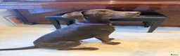 Labrador Retriever dogs for sale: Winston – 6-Month-Old Chocolate Labrador in Addlestone - Advert 5