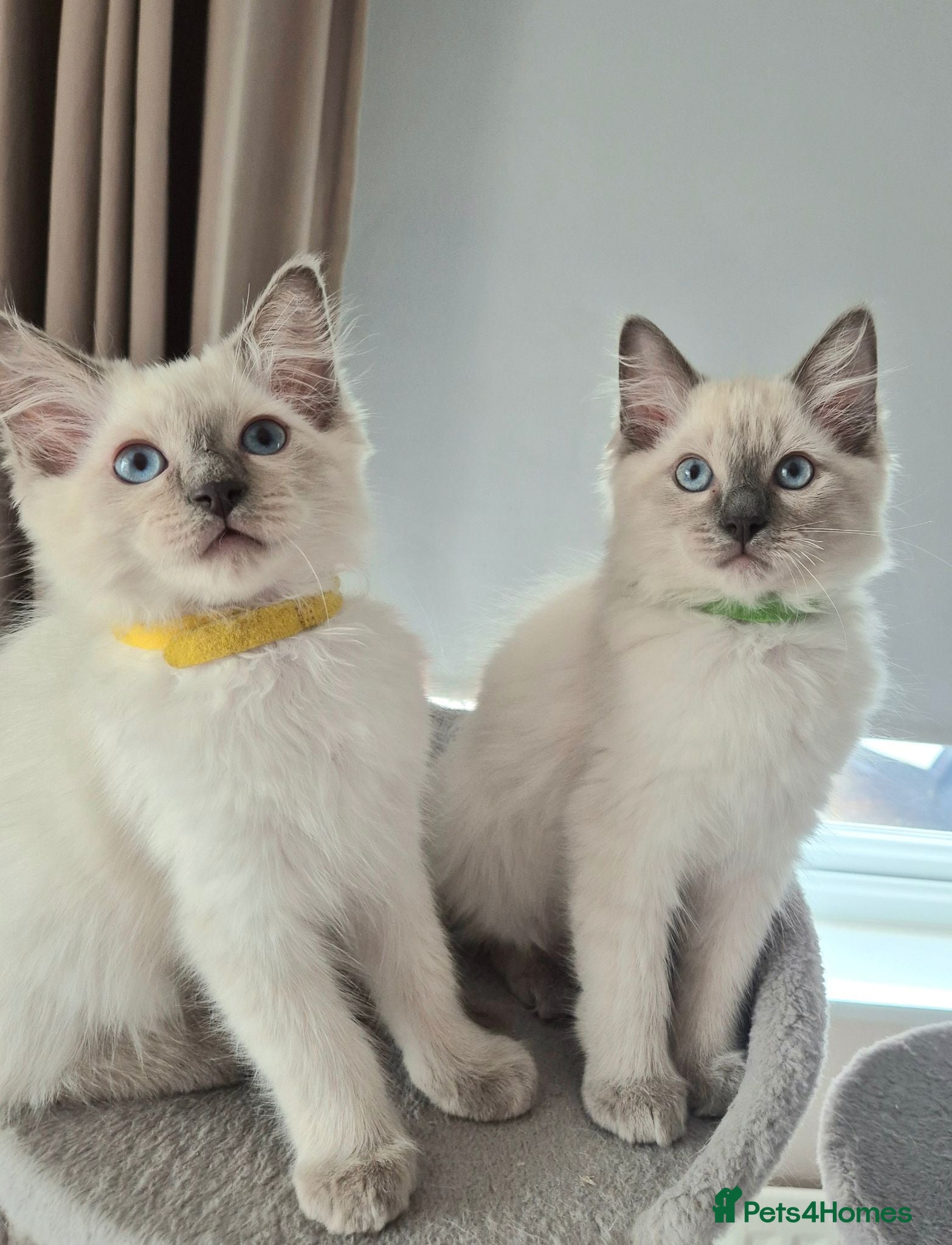Ragdoll cats 💙 Blue Point Ragdolls 💙 - Advert 1
