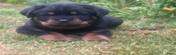Rottweiler dogs for sale: Stunning boy  - Advert 5