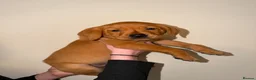 Labrador Retriever dogs for sale: Stunning fox red Labrador pups 🐶  in Rotherham - Advert 12