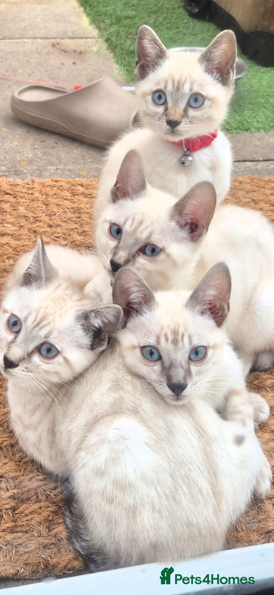 Bengal cats Bengal Kittens  - Advert 1