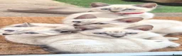 Bengal cats for sale: Bengal Kittens  - Advert 1