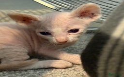 Sphynx cats for sale: Sphynx Kittens ready to go now! - Image 11