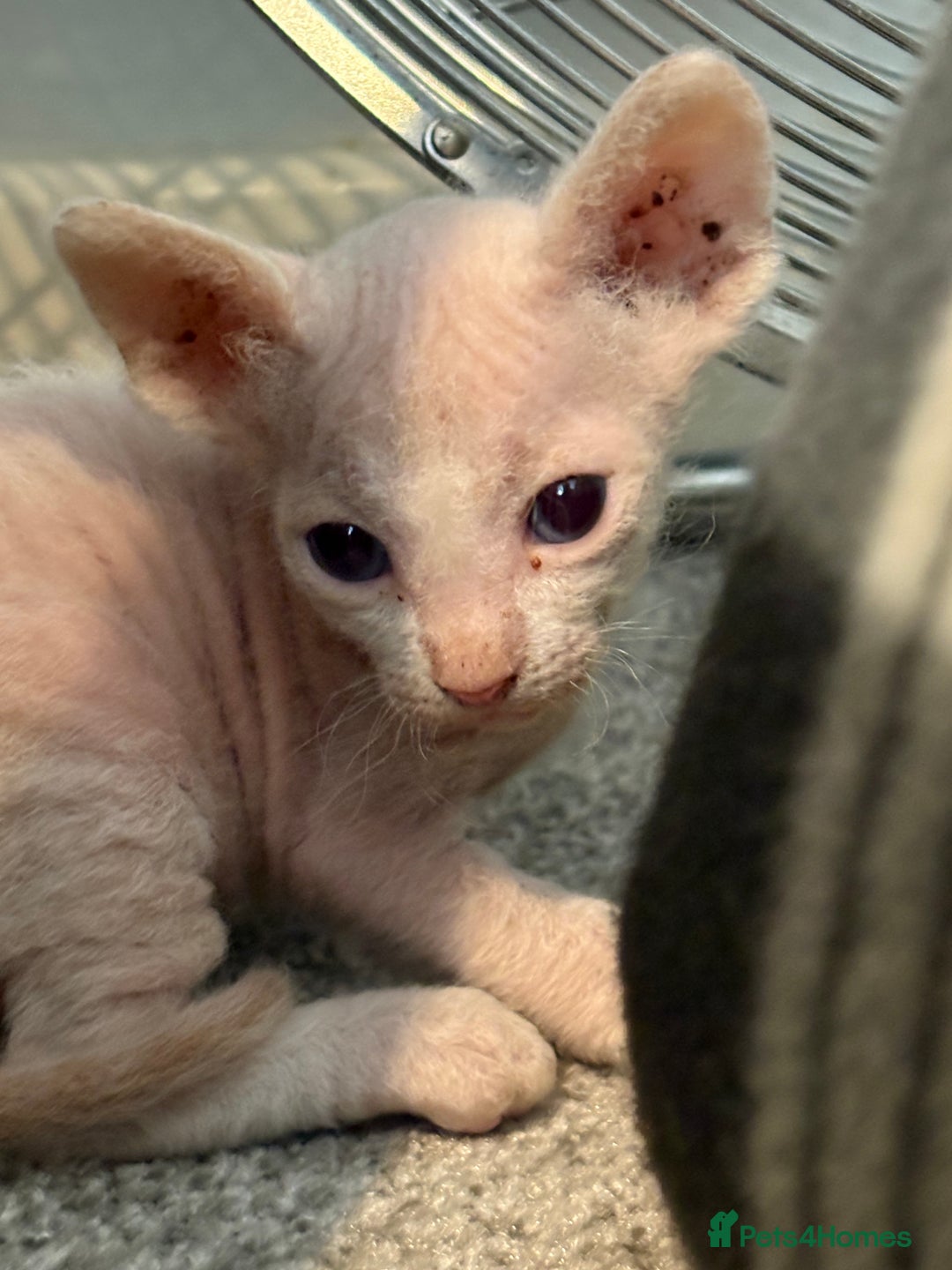 Sphynx cats for sale: Sphynx Kittens ready to go now! - Image 11