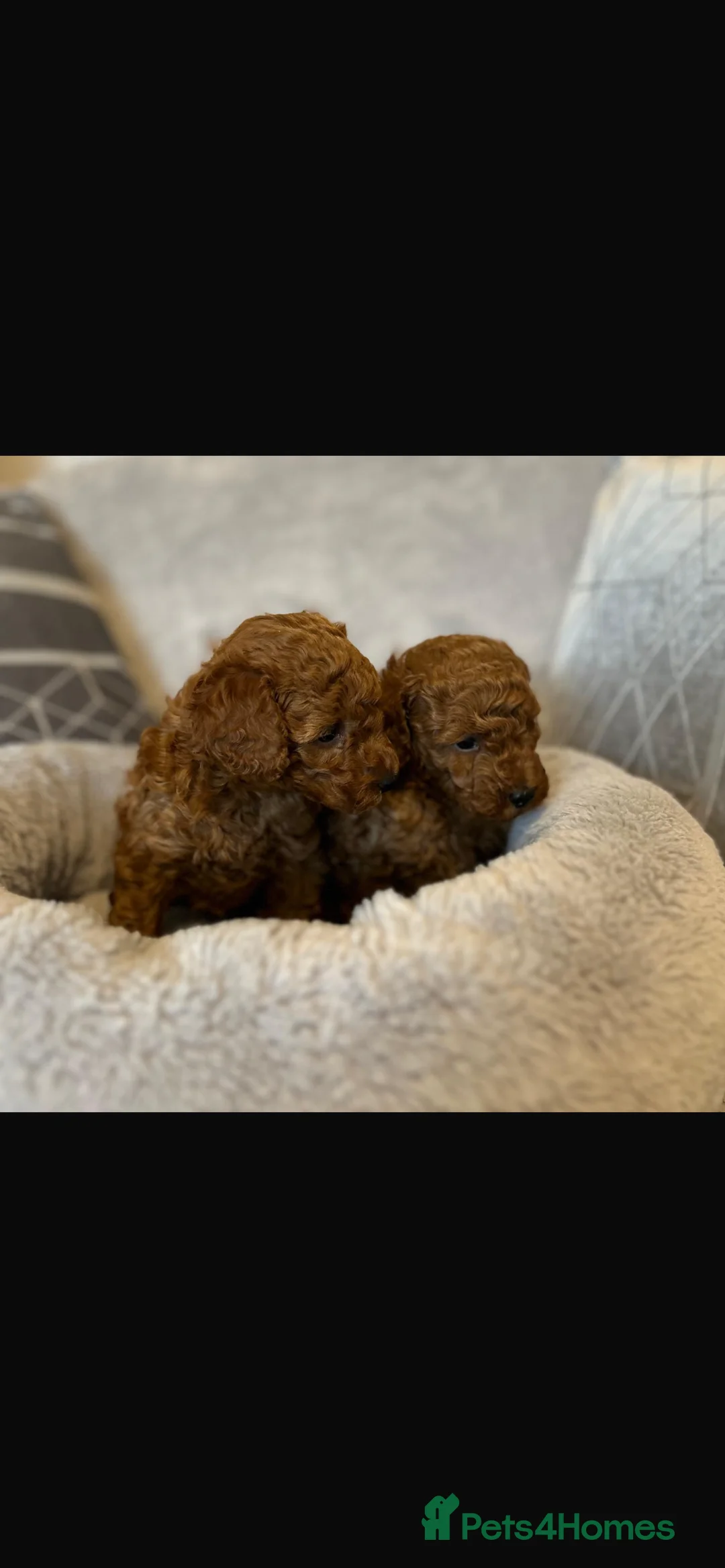 Toy Poodle dogs for sale: KC Registered Toy Poodle – 1 girl available - Advert 4