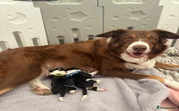 Bordoodle dogs for sale: Bordoodle Pups - Image 2