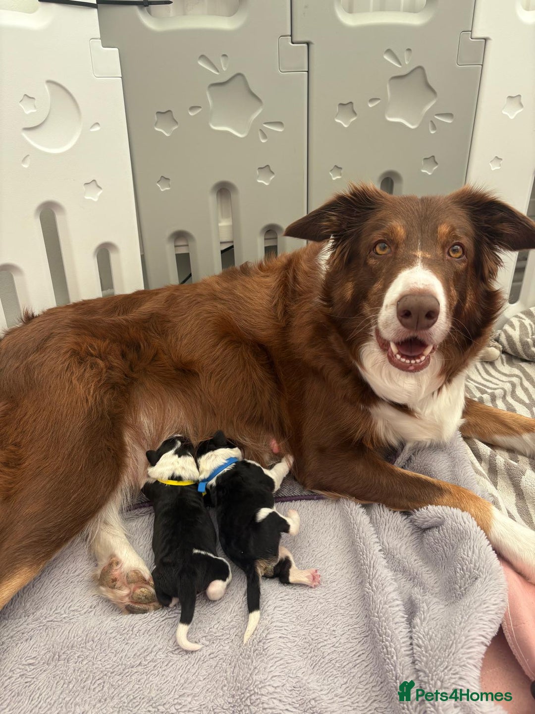 Bordoodle dogs for sale: Bordoodle Pups - Image 2