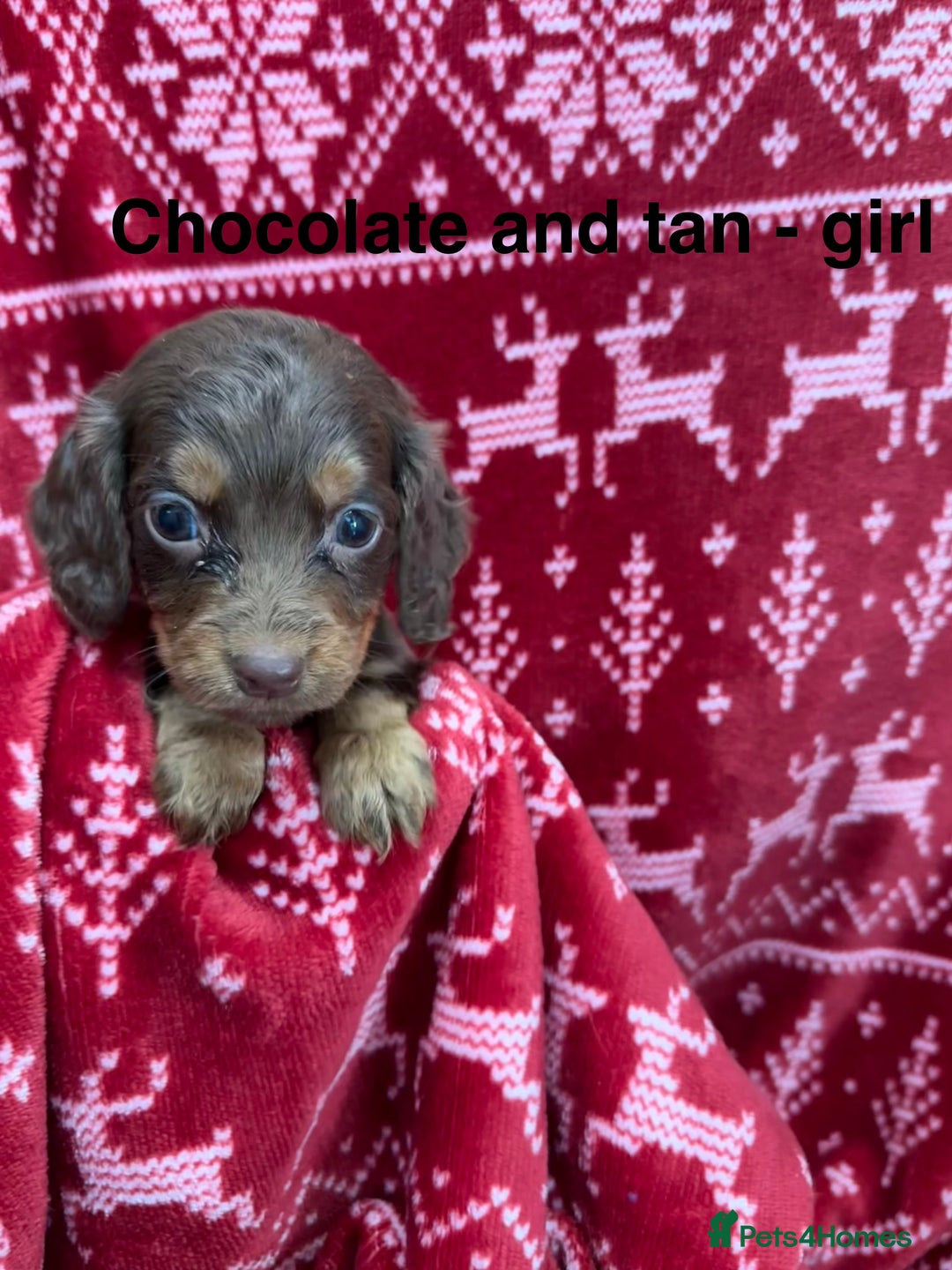 Cocker Spaniel dogs for sale: cocker spaniel puppies  - Advert 17