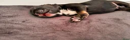 French Bulldog dogs for sale: Gorgeous Visual Fluffy French Bulldog Puppies - Advert 9