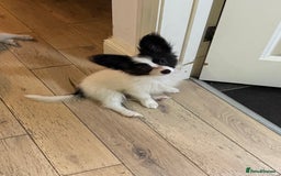 Papillon dogs for sale: Stunning Papillon puppies  - Image 4