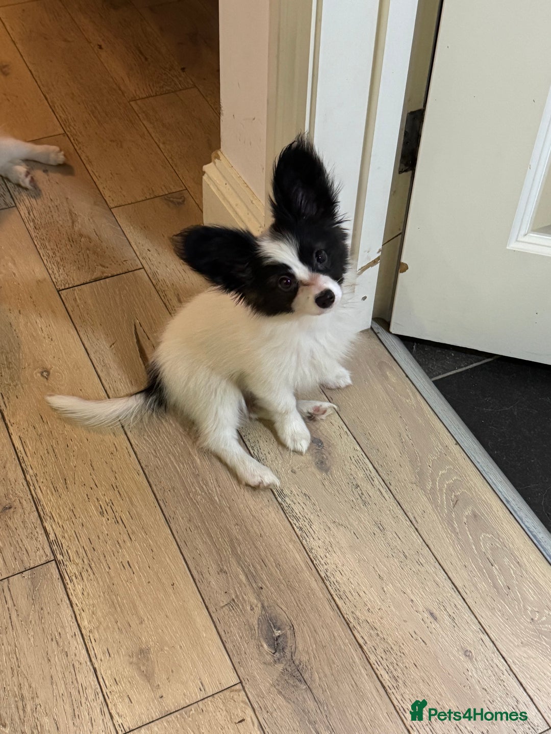 Papillon dogs for sale: Stunning Papillon puppies  - Image 4