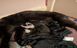 Mixed Breed cats for sale: Kittens for sale  - Image 1