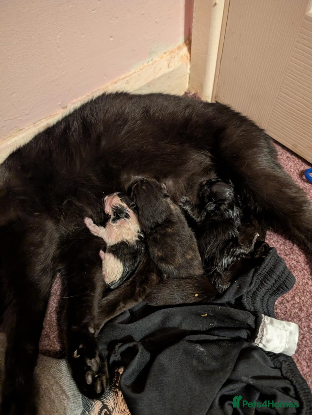 Mixed Breed cats for sale: Kittens for sale  - Image 1