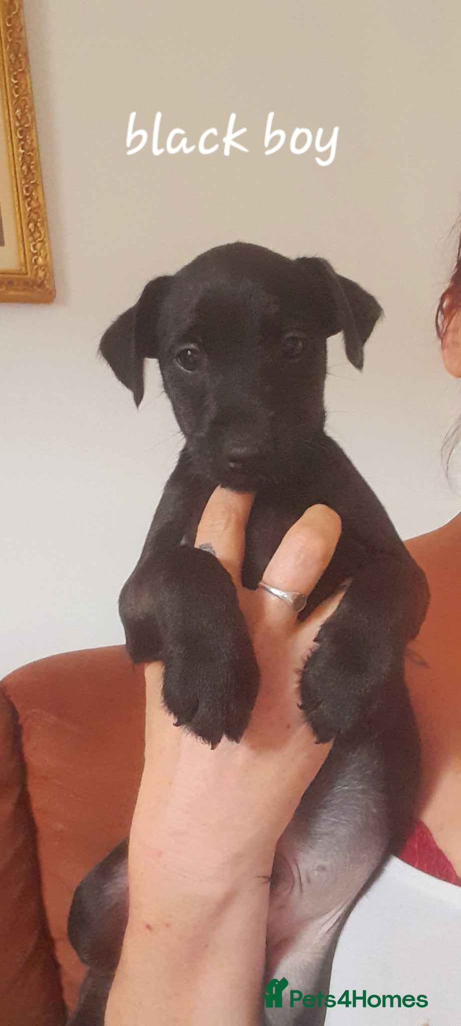 Mixed Breed Puppy 8