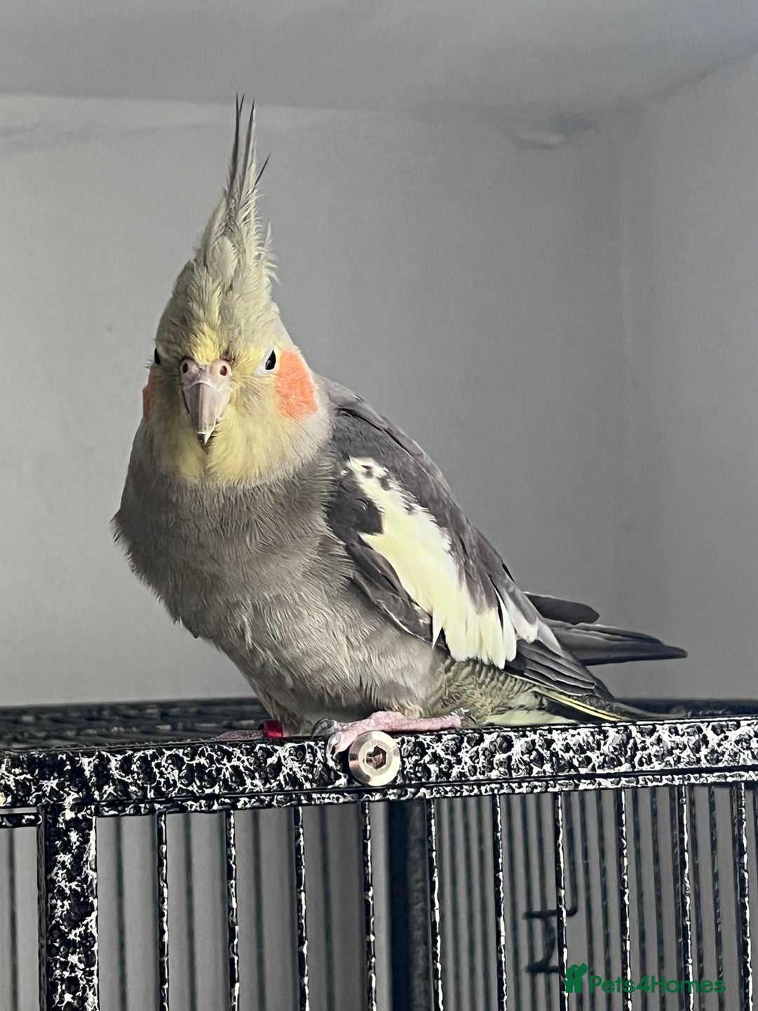 Cockatiels birds for sale: Semi tamed Male and female cockatiels and cage - Advert 3