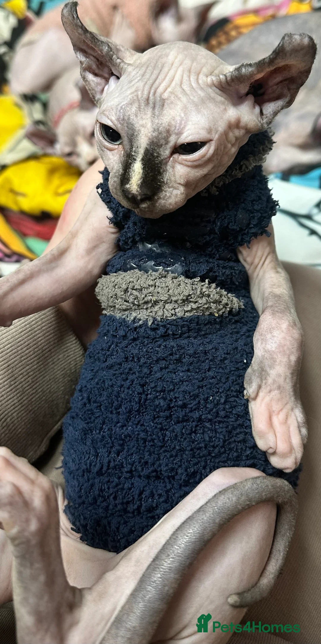 Sphynx cats for sale: LOVING SPHYNX KITTENS READY TO GO🤍 - Advert 33