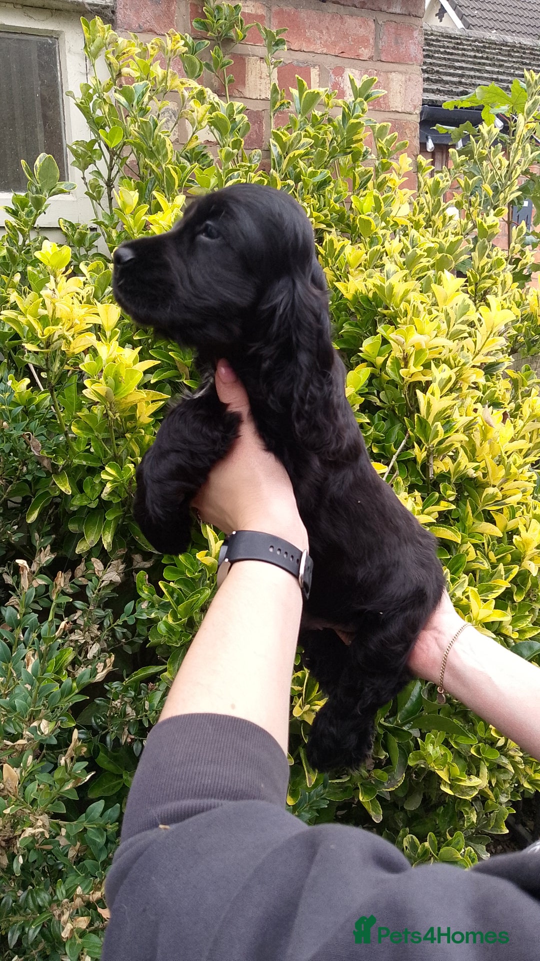 Cocker Spaniel dogs for sale: KC Registered Show type Cocker Spaniels  - Image 34
