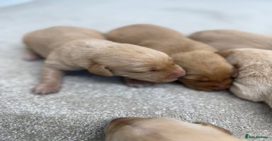 Labrador Retriever dogs - Advert 14