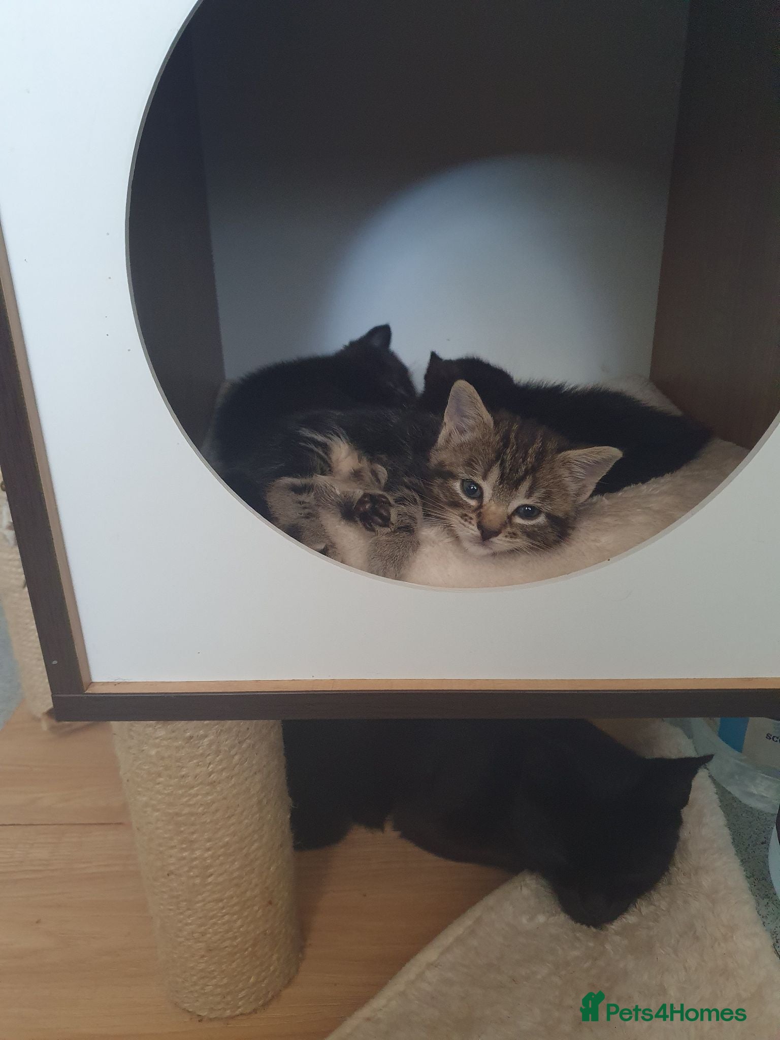 Mixed Breed cats Kittens Looking for Loving Homes  - Advert 2