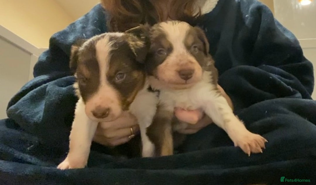 Border Collie dogs for sale: 1 Red/Brown Tri BorderCollie Boy: rough coat - Advert 15