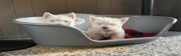 West Highland Terrier dogs for sale: Beautiful Westie’s for sale  - Advert 3