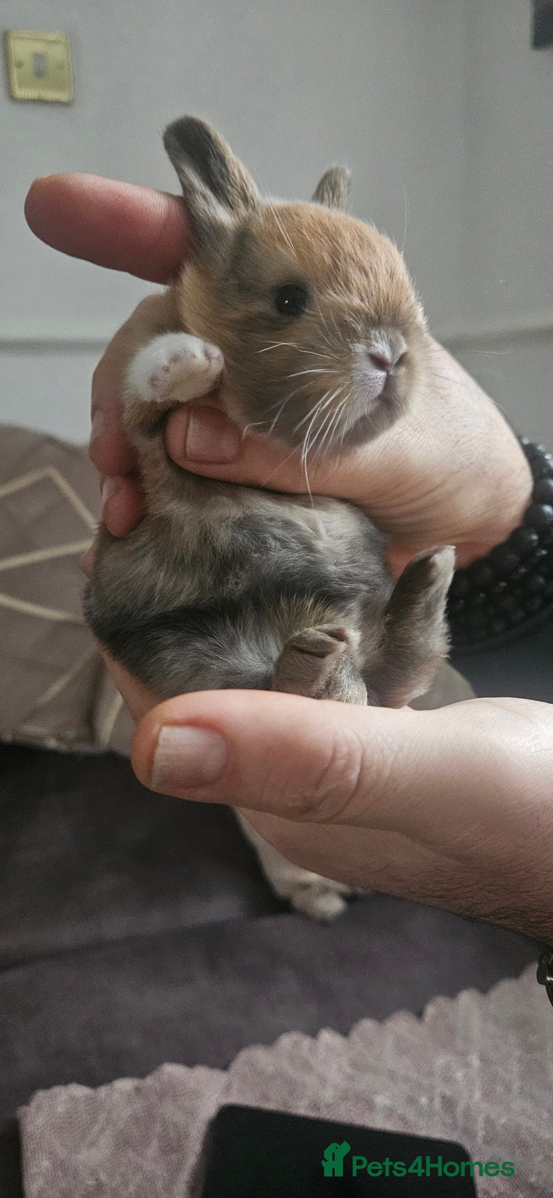 Tri Coloured Dutch rabbits for sale: They are 22 days old and mix Dutch and Rex  - Advert 20