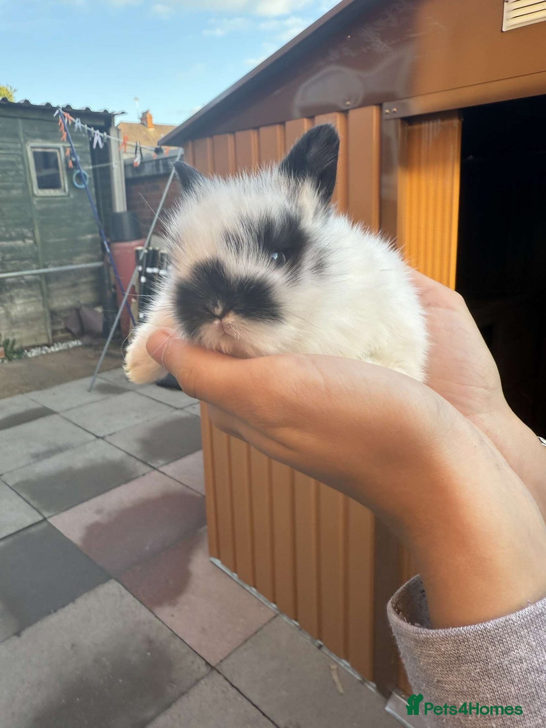 Mini Lion Lop rabbits for sale: Baby lion lops for sale  - Image 7