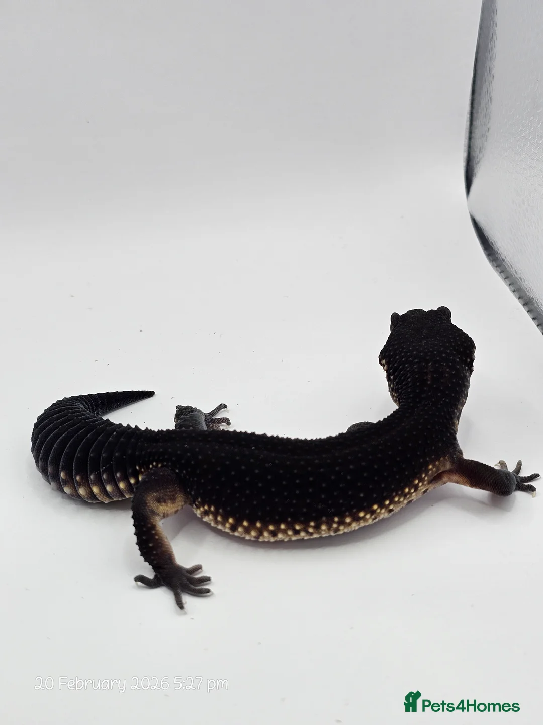 Leopard Gecko reptiles for sale: Pure Black Night Leopard Gecko - Advert 3