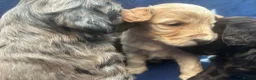 Cockapoo dogs for sale: 5 F1 cockapoo pups  - Advert 9