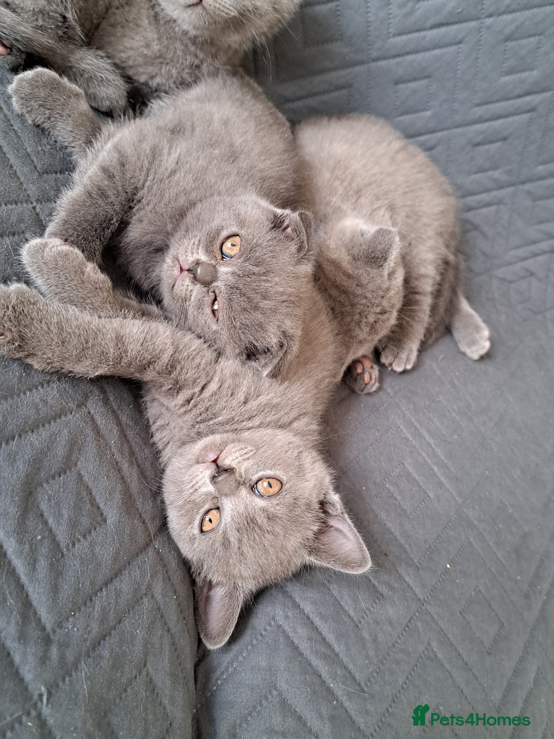 British Shorthair cats for sale: BSH + SFS KITTENS ARE READY TO GO NOW - Advert 7