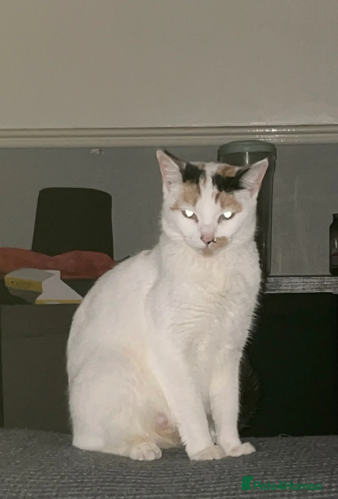 Mixed Breed cats for sale: 1 beautiful boy left  - Advert 2