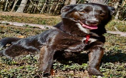 Border Collie dogs for adoption: Matilda’s Story: Found Hours Before Death - Image 4