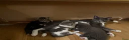 Russian Blue cats for sale: 10 weeks old beautiful Russian Blue kitten girl in Rugby - Advert 1