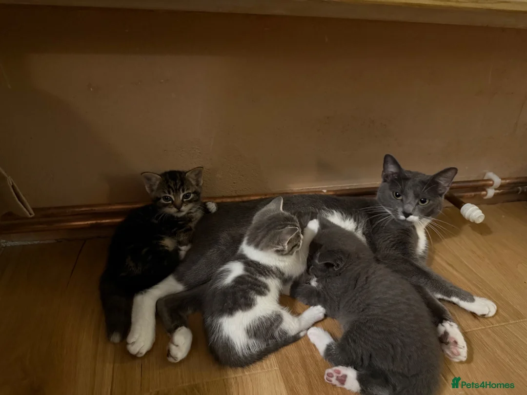 Russian Blue cats for sale: 10 weeks old beautiful Russian Blue kitten girl in Rugby - Advert 1