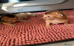 Abyssinian cats for sale: Tica reg. Abyssinian kittens  - Image 6