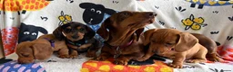 Miniature Dachshund dogs for sale: KC Mini Dachshund.  - Advert 3