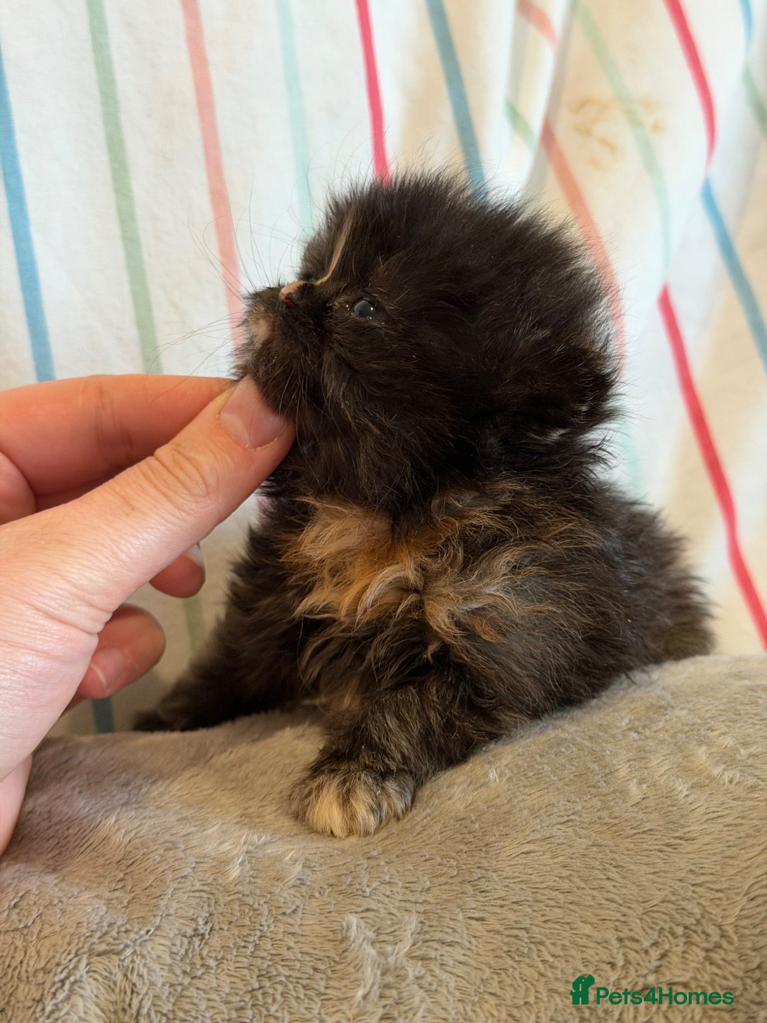 Persian cats 🦁persian kittens🐻‍❄️ - Advert 12