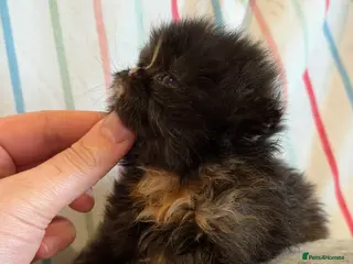 Persian cats 🦁persian kittens🐻❄️ - Advert 12