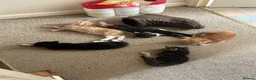Mixed Breed cats for sale: Five beautiful kittens  in Witney - Advert 19