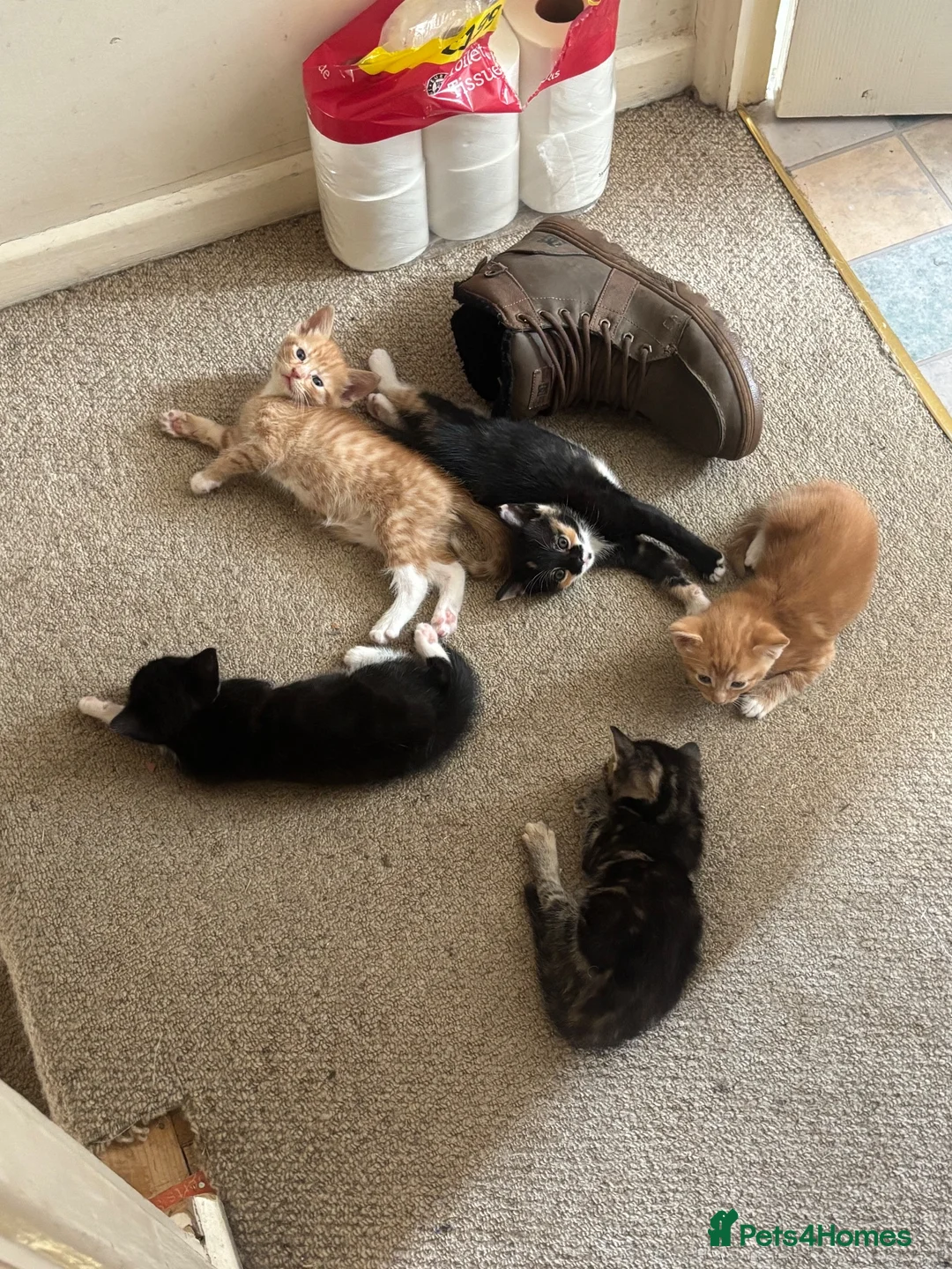 Mixed Breed cats for sale: Five beautiful kittens  in Witney - Advert 19