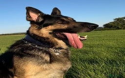 German Shepherd dogs for sale: Stunning German Shepard Litter On Their Way - Image 4