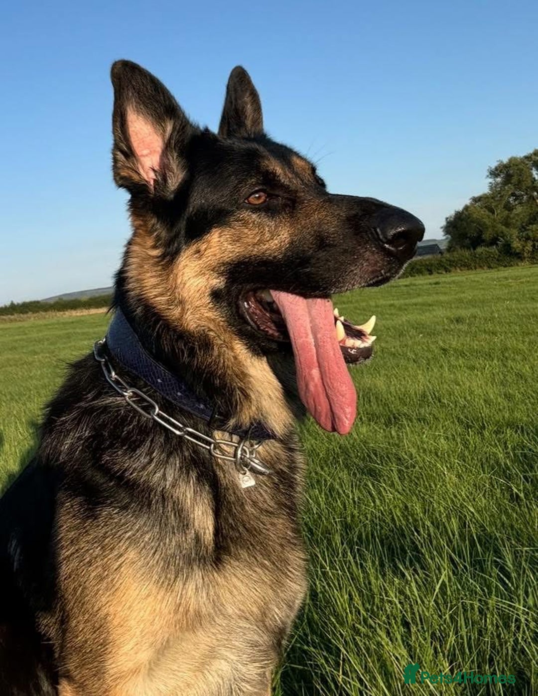 German Shepherd dogs for sale: Stunning German Shepard Litter On Their Way - Image 4
