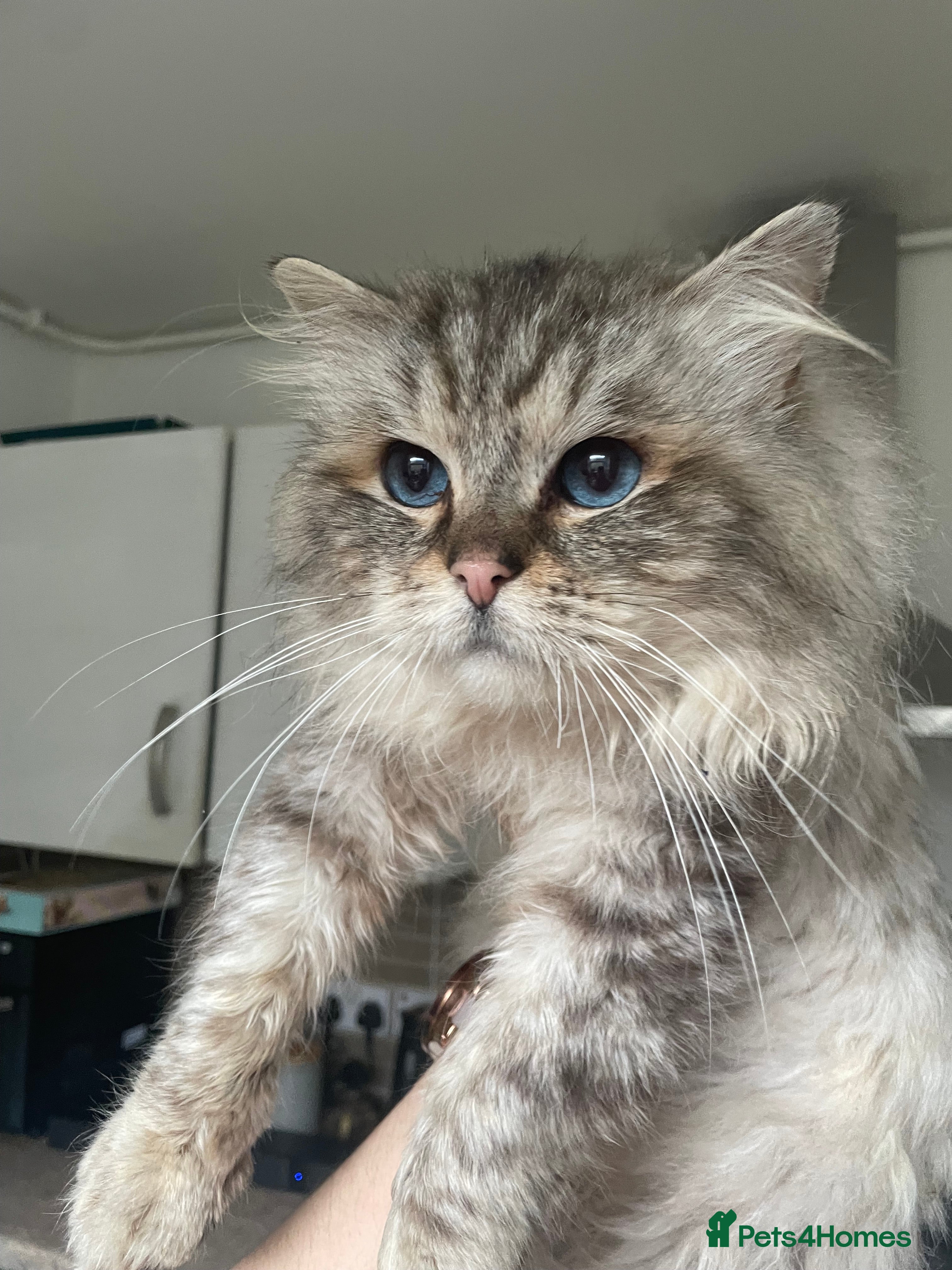 Ragdoll cats GCCF TABBY (Lynx) RAGDOLL STUD carrying choc  - Advert 1