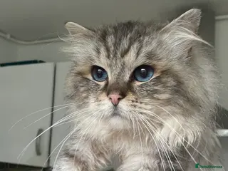 Ragdoll cats GCCF TABBY (Lynx) RAGDOLL STUD carrying choc - Advert 1