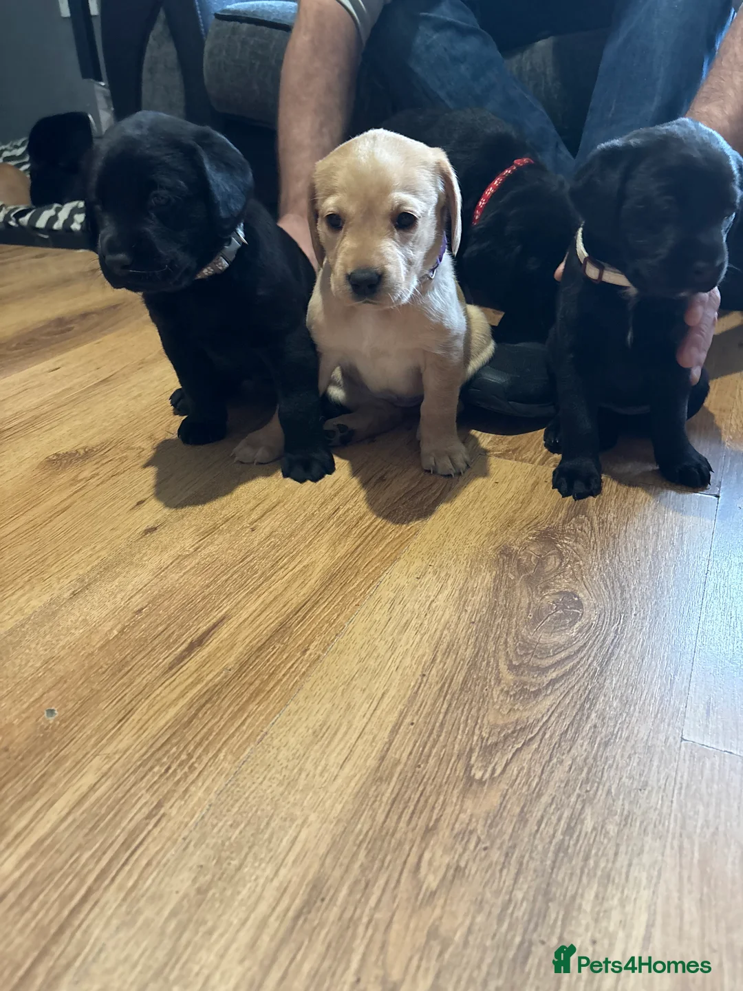 Labrador Retriever dogs for sale: Stunning lab pups - Advert 9