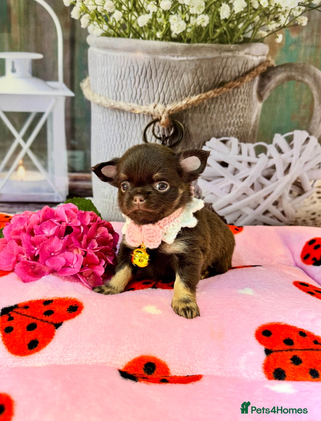 Chihuahua dogs for sale: 💜🤎 Exotic KC LC chihuahuas 🤎💜 - Image 5