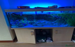 Other/Mixed Breed fish for sale: Mix fish - Image 2