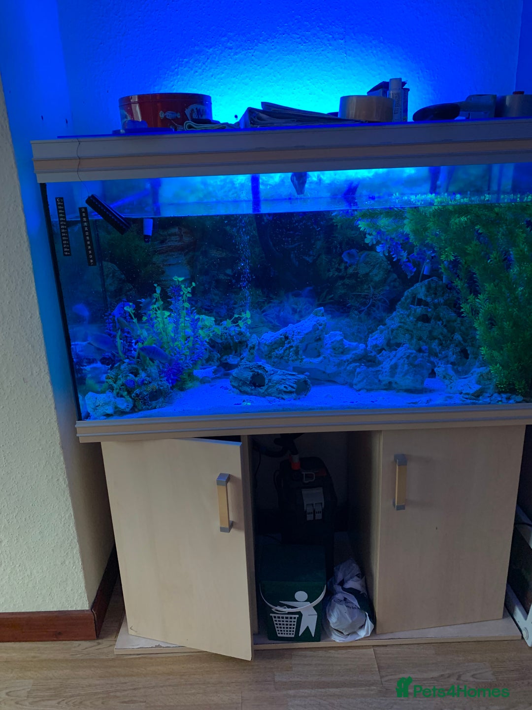 Other/Mixed Breed fish for sale: Mix fish - Image 2