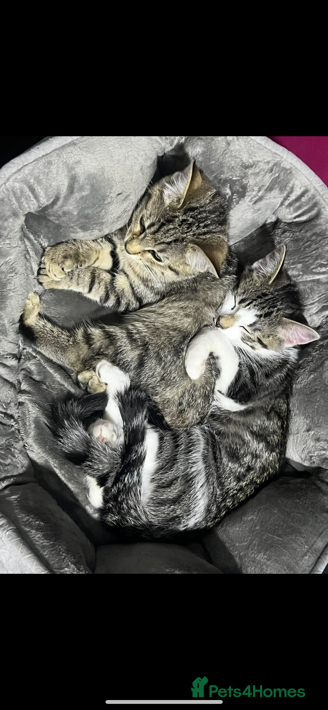 Domestic Shorthair cats Girl and a boy  - Advert 19