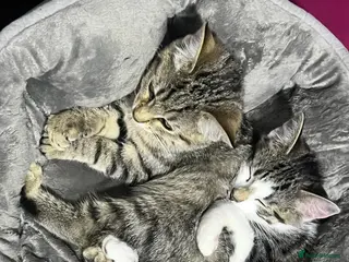 Domestic Shorthair cats Girl and a boy - Advert 18